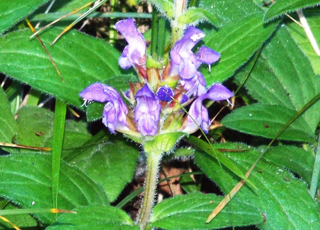 Lamiaceae:  Ajuga reptans?  No, Prunella cfr. grandiflora