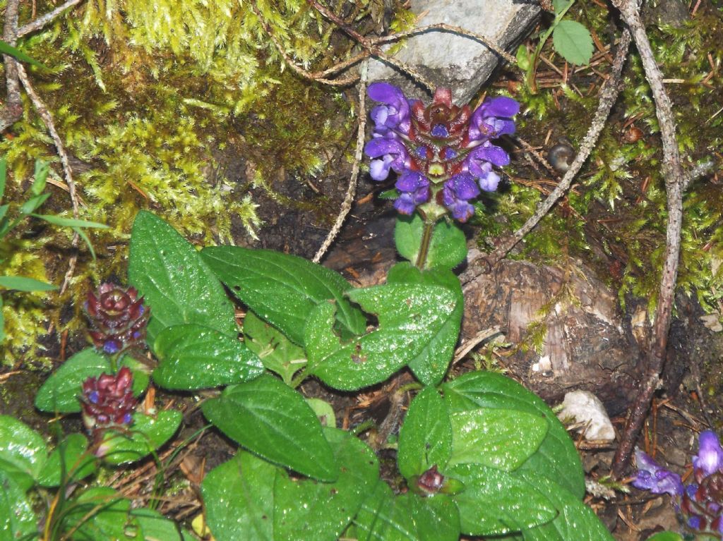 Lamiaceae:  Ajuga reptans?  No, Prunella cfr. grandiflora