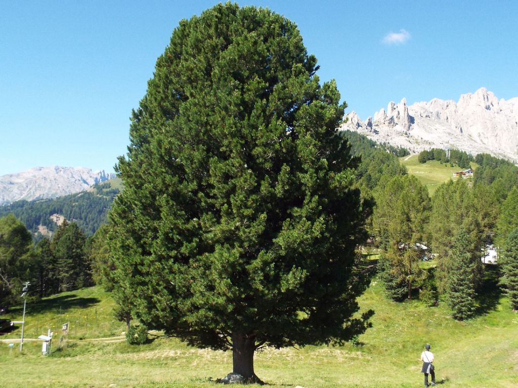 Conifera da identificare:  Pino cembro (Pinus cembra)
