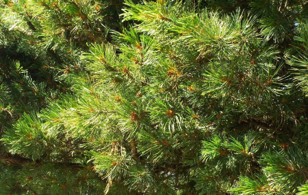 Conifera da identificare:  Pino cembro (Pinus cembra)