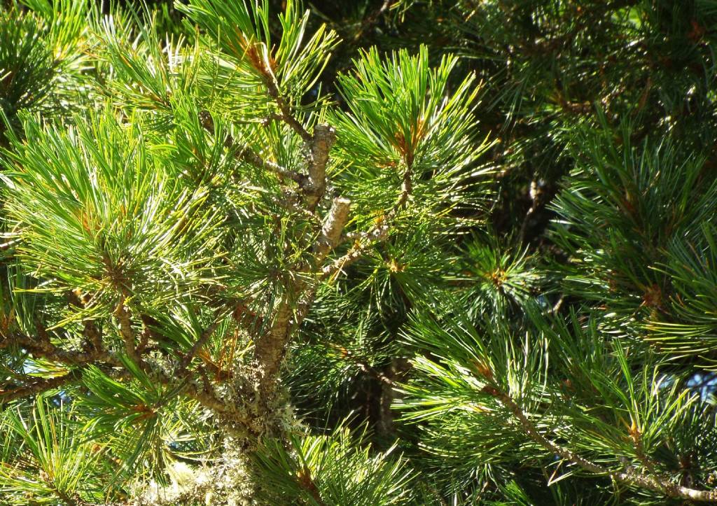 Conifera da identificare:  Pino cembro (Pinus cembra)