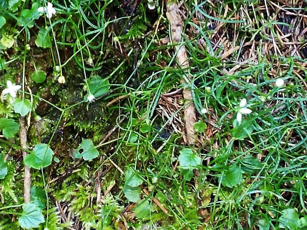 Fiorellini bianchi:   Moehringia muscosa (Caryophyllaceae)