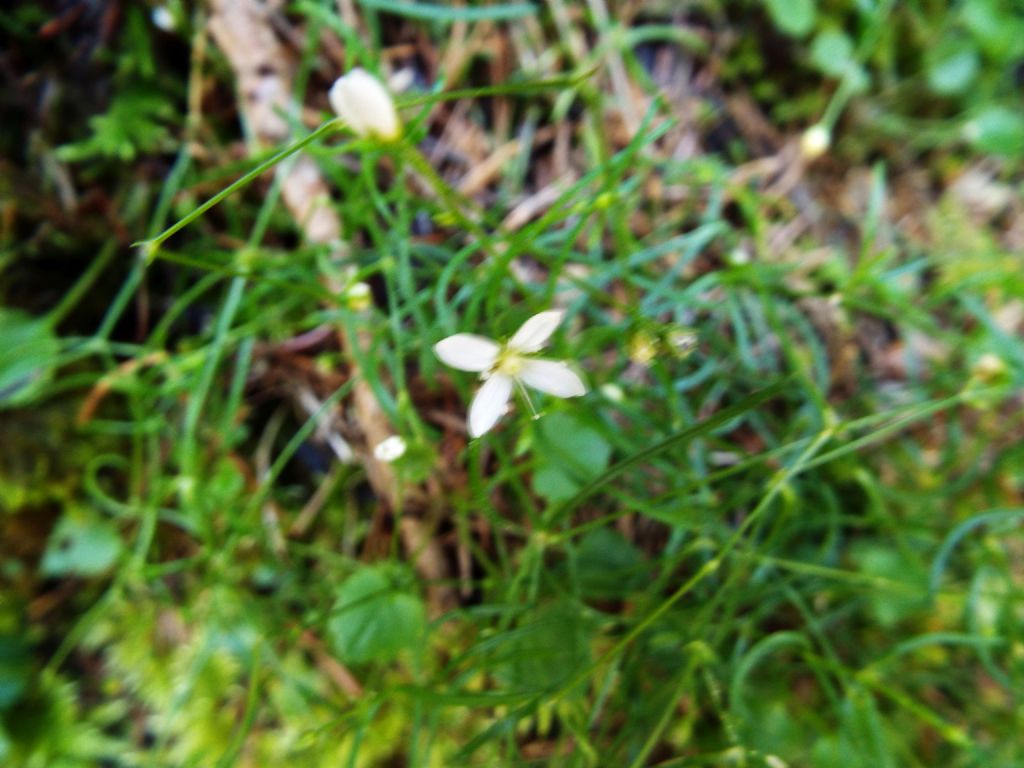 Fiorellini bianchi:   Moehringia muscosa (Caryophyllaceae)