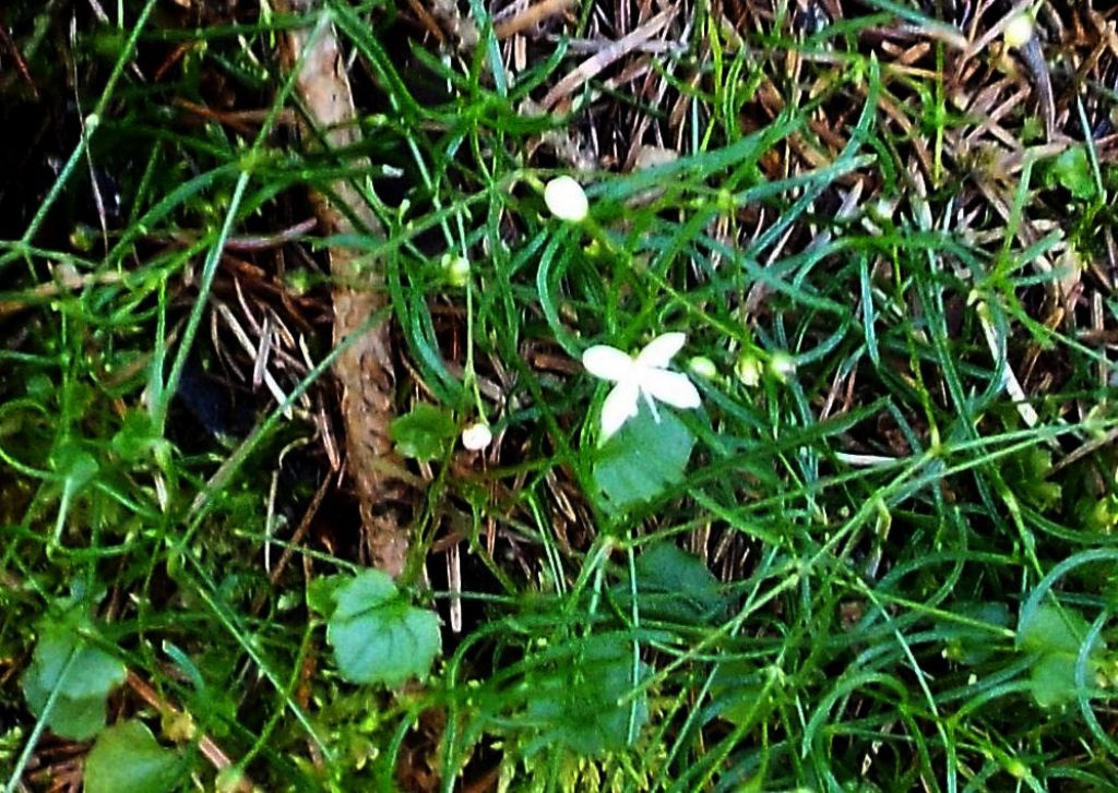 Fiorellini bianchi:   Moehringia muscosa (Caryophyllaceae)
