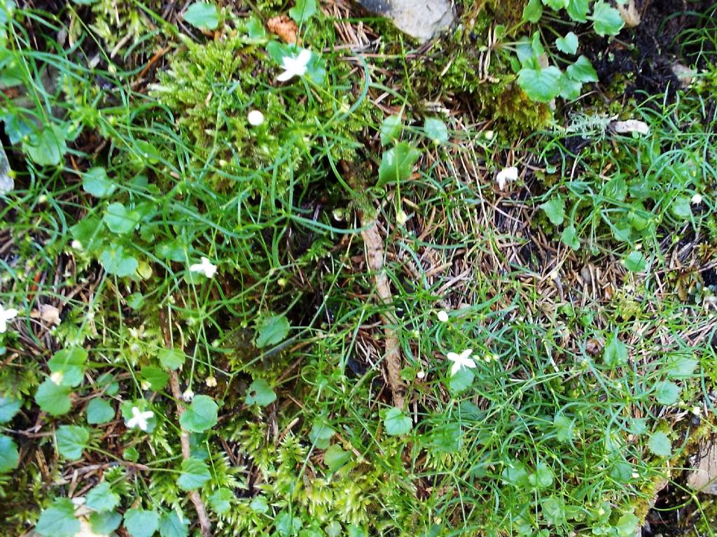 Fiorellini bianchi:   Moehringia muscosa (Caryophyllaceae)