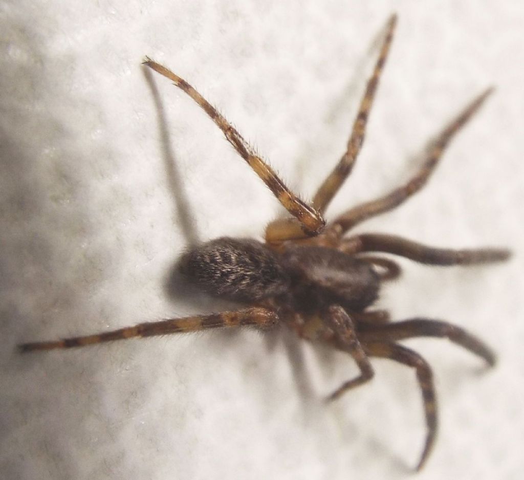 Segestriidae: Segestria bavarica  - Milano
