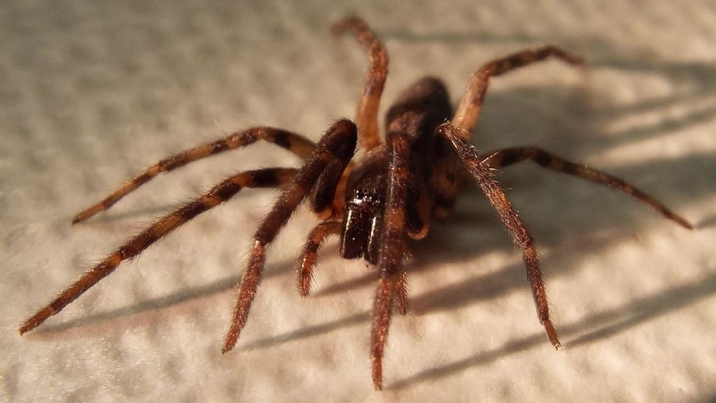 Segestriidae: Segestria bavarica  - Milano