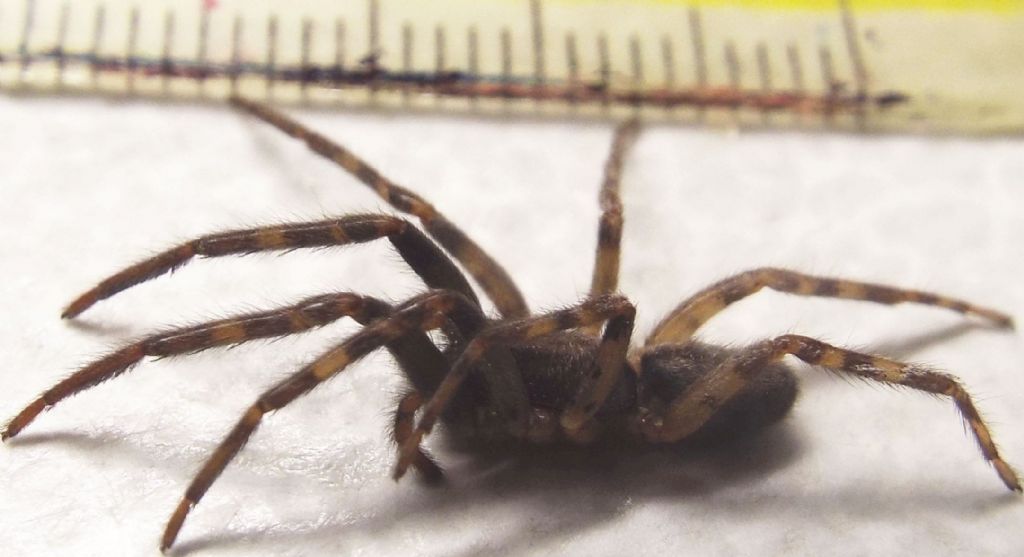 Segestriidae: Segestria bavarica  - Milano