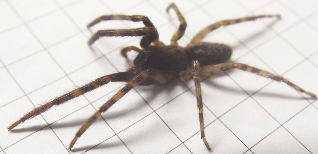Segestriidae: Segestria bavarica  - Milano