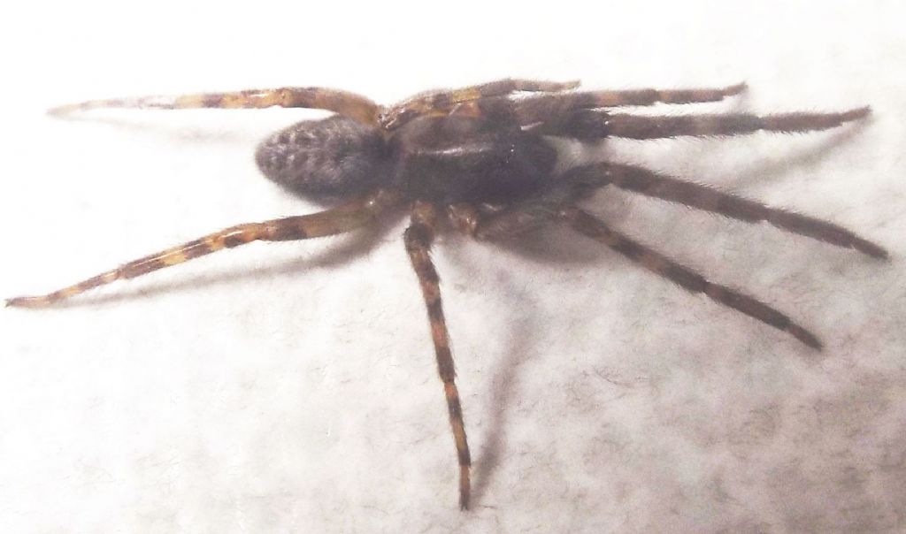 Segestriidae: Segestria bavarica  - Milano