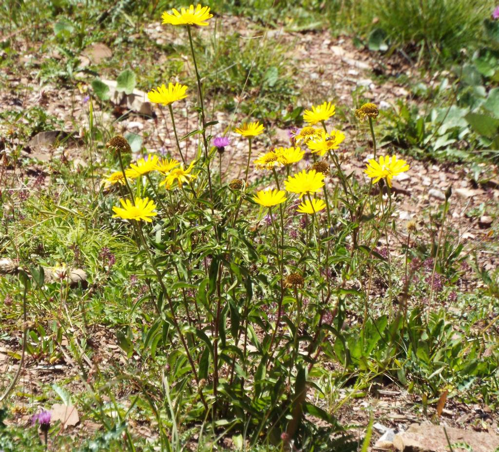 Buphthalmum salicifolium (Asteraceae)