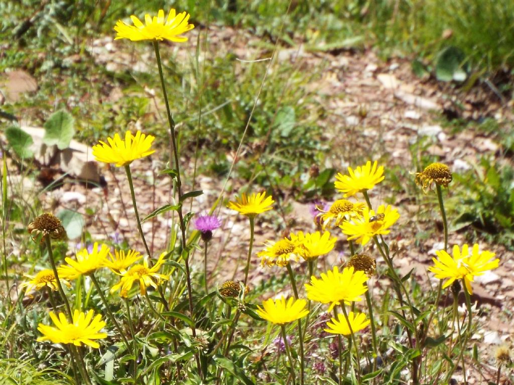 Buphthalmum salicifolium (Asteraceae)