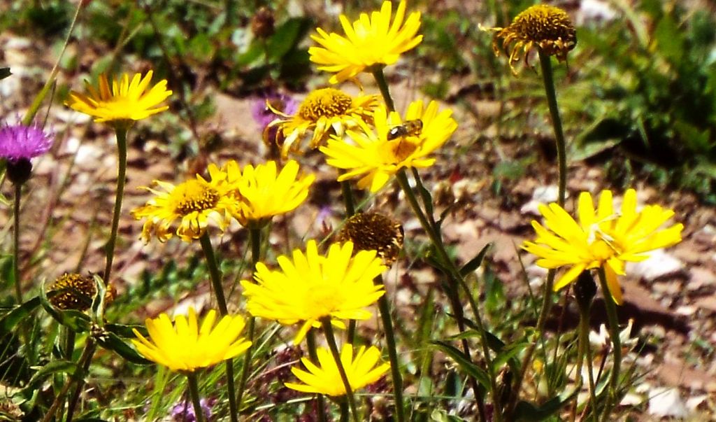 Buphthalmum salicifolium (Asteraceae)