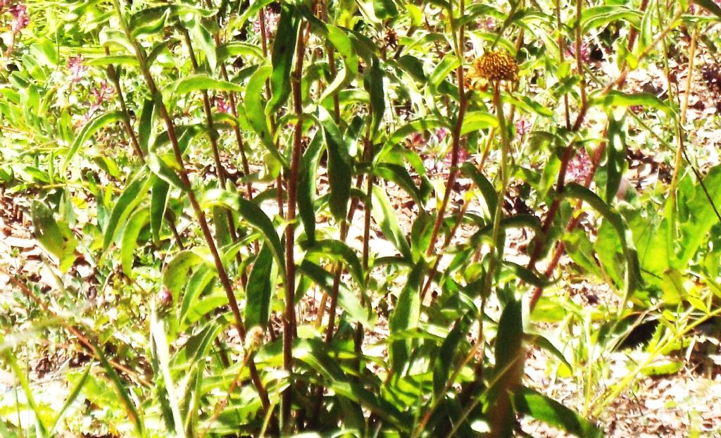 Buphthalmum salicifolium (Asteraceae)