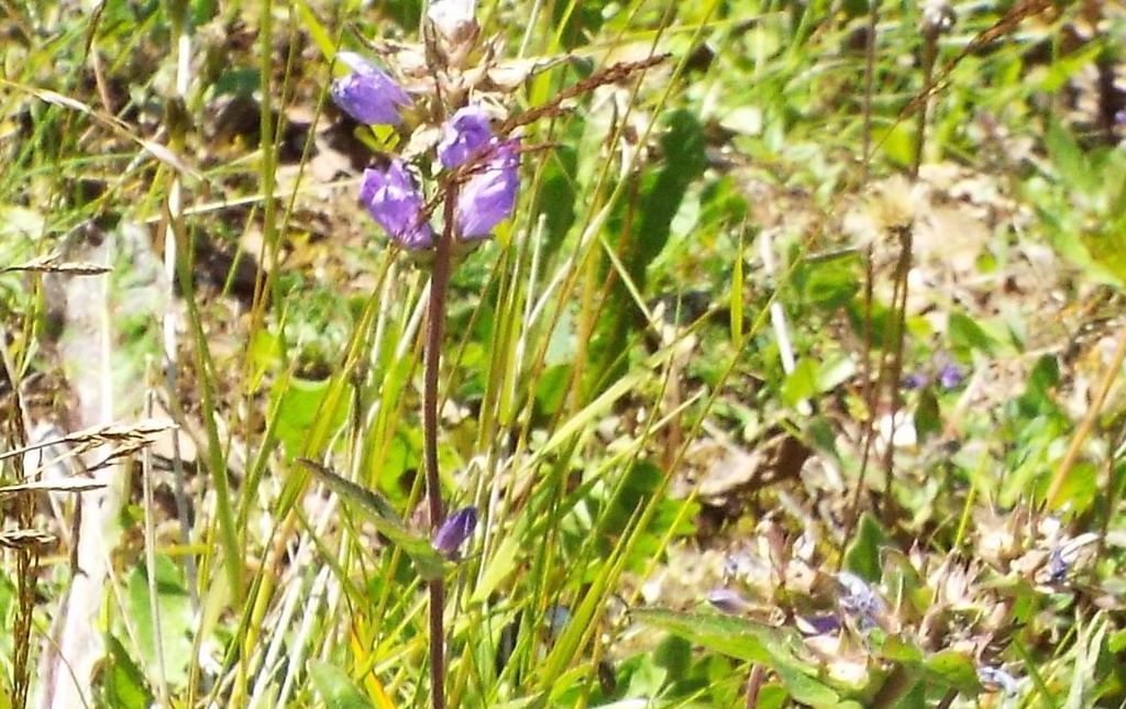 Campanula o Genziana?  Campanula cfr. spicata (e C. glomerata)
