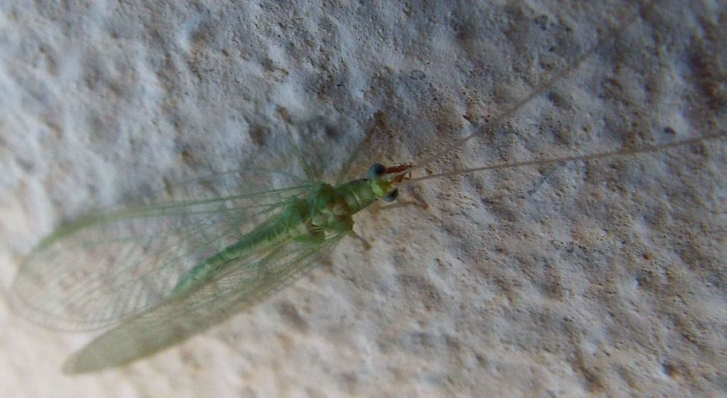 Chrysopa o Chrysoperla ? Chrysoperla sp.