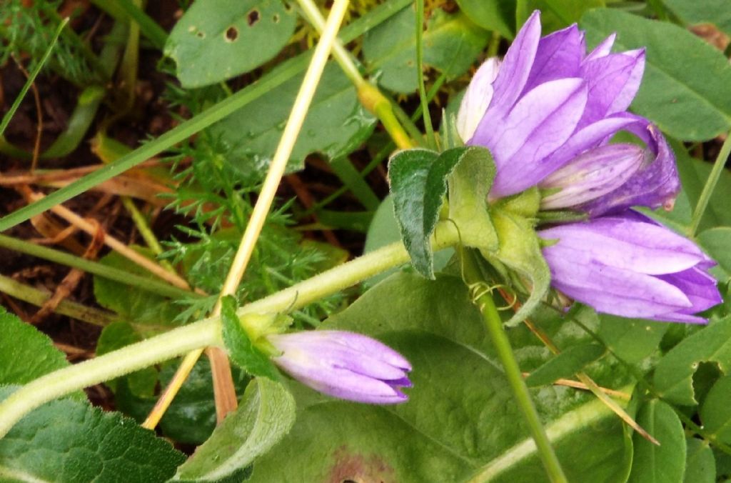 Campanula o Genziana?  Campanula cfr. spicata (e C. glomerata)