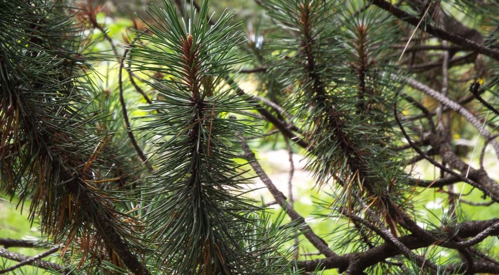 Pinus sylvestris