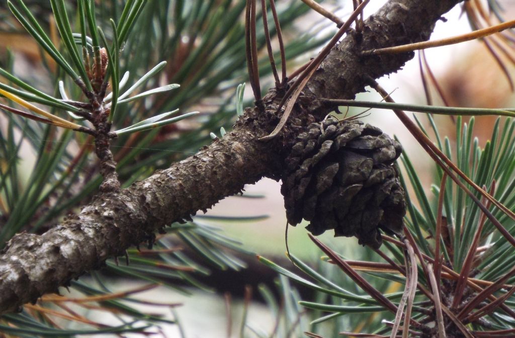 Pinus sylvestris