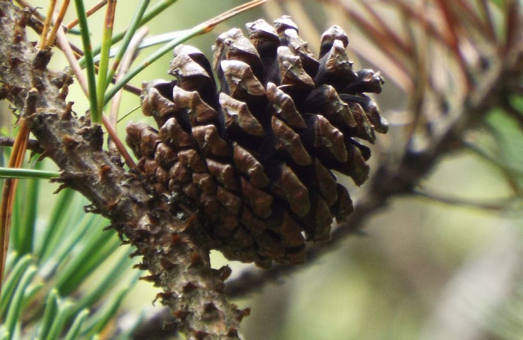 Pinus sylvestris