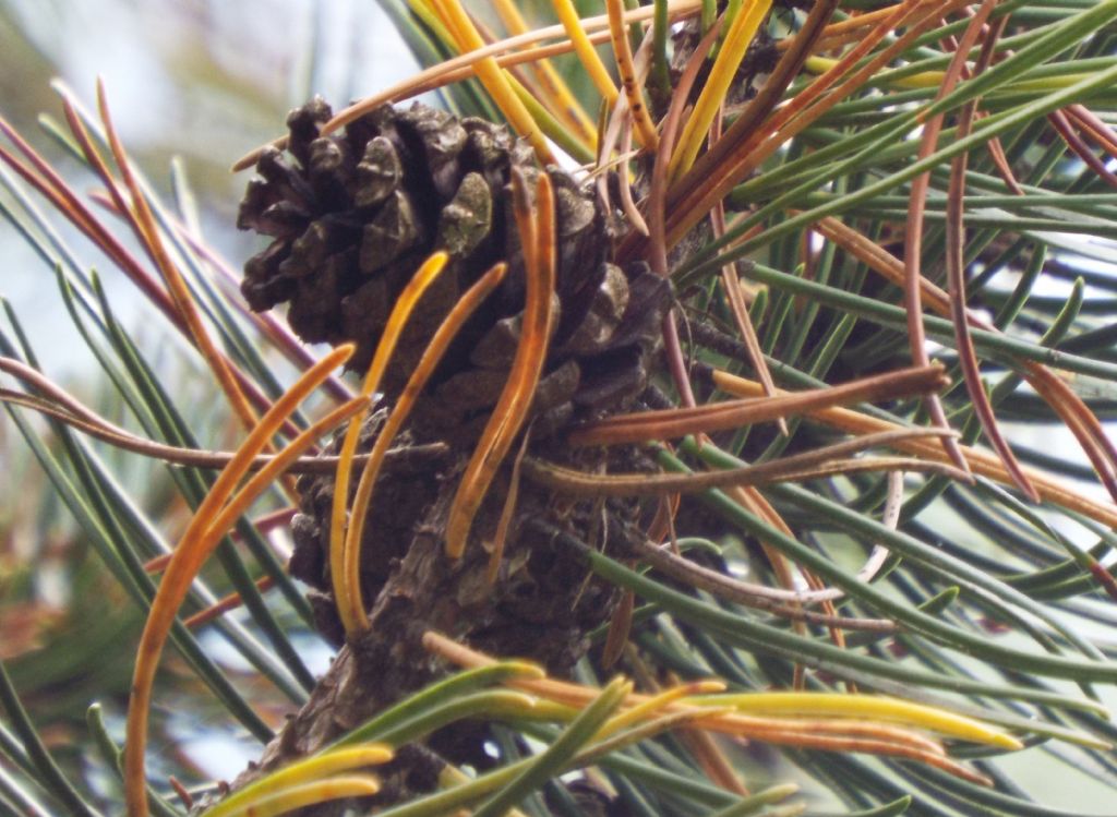 Pinus sylvestris