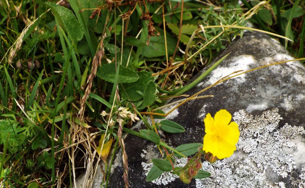 Helianthemum sp.  (Cistaceae)