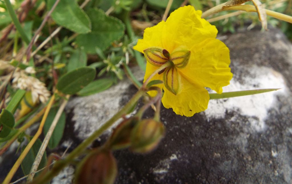 Helianthemum sp.  (Cistaceae)