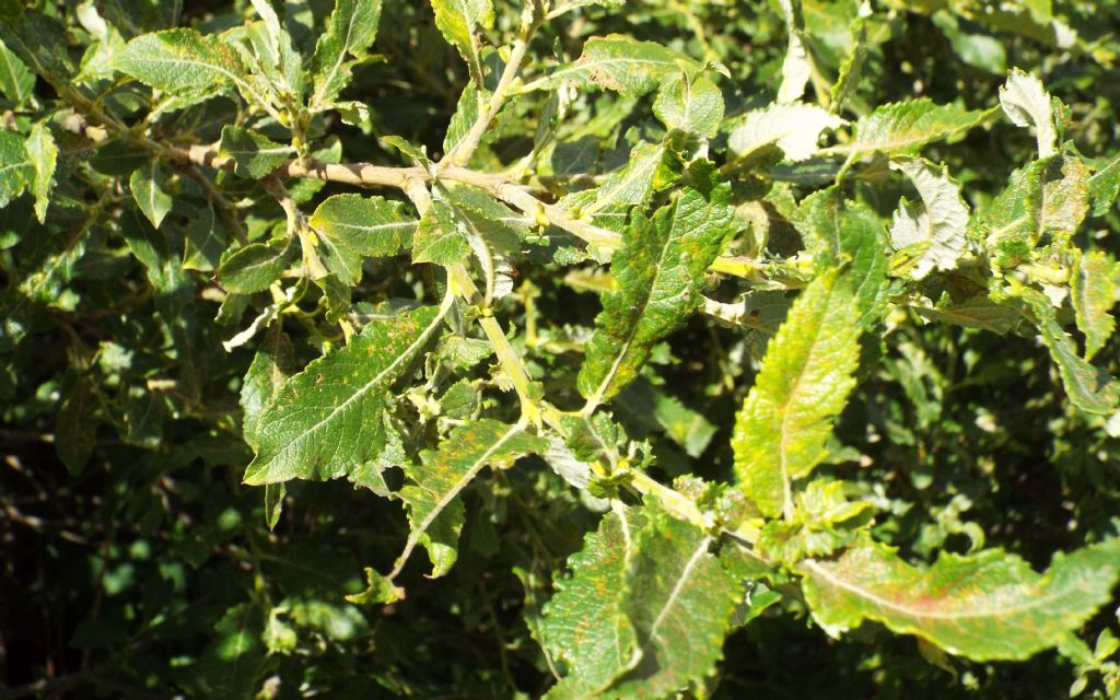 Cespuglio di Salix cfr. sect. Nigricantes