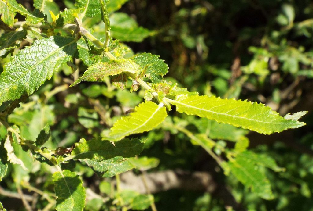 Cespuglio di Salix cfr. sect. Nigricantes