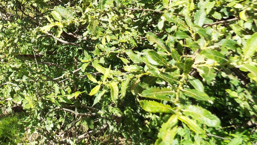 Cespuglio di Salix cfr. sect. Nigricantes