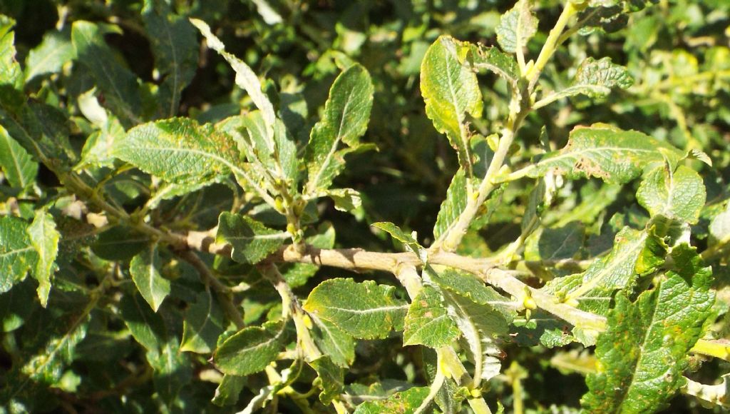Cespuglio di Salix cfr. sect. Nigricantes