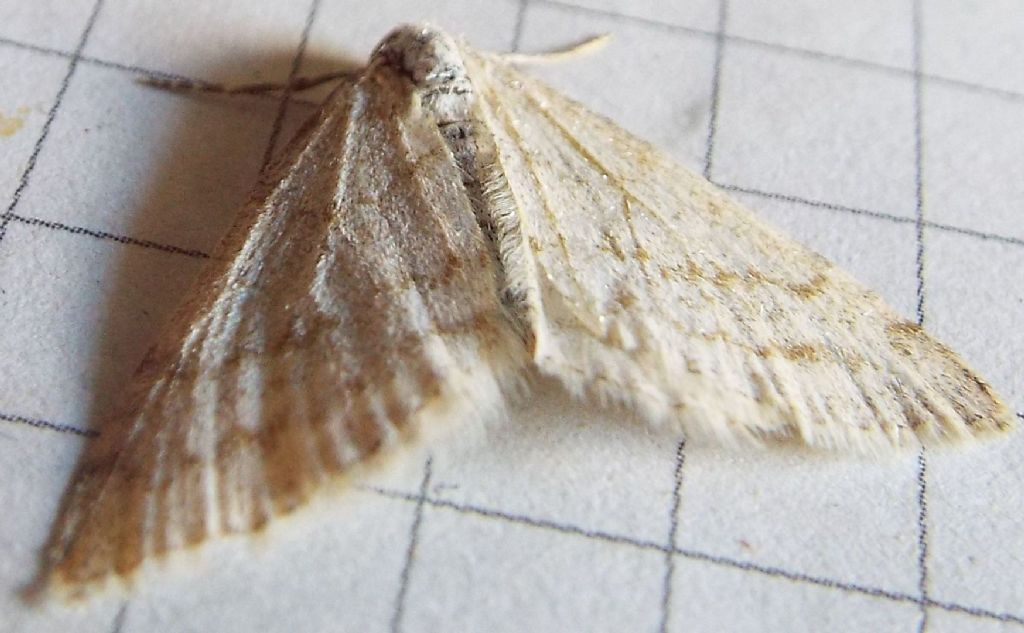 Falena da identificare:  Mesotype verberata (Geometridae), malridotta