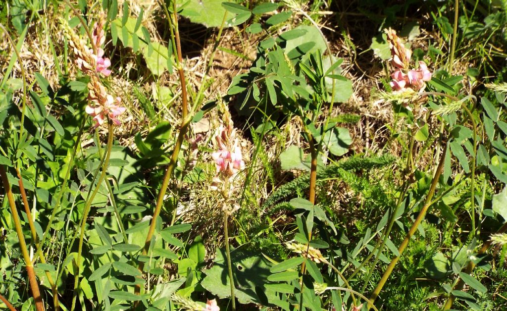 Fabacea da identificare:  Onobrychis viciifolia