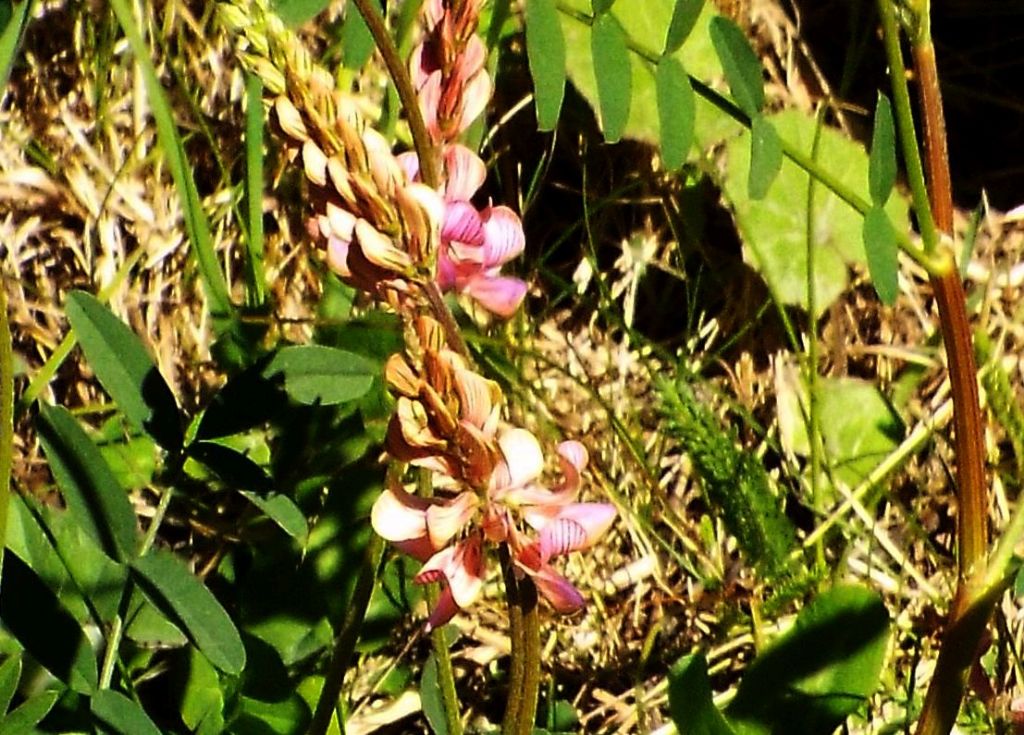 Fabacea da identificare:  Onobrychis viciifolia