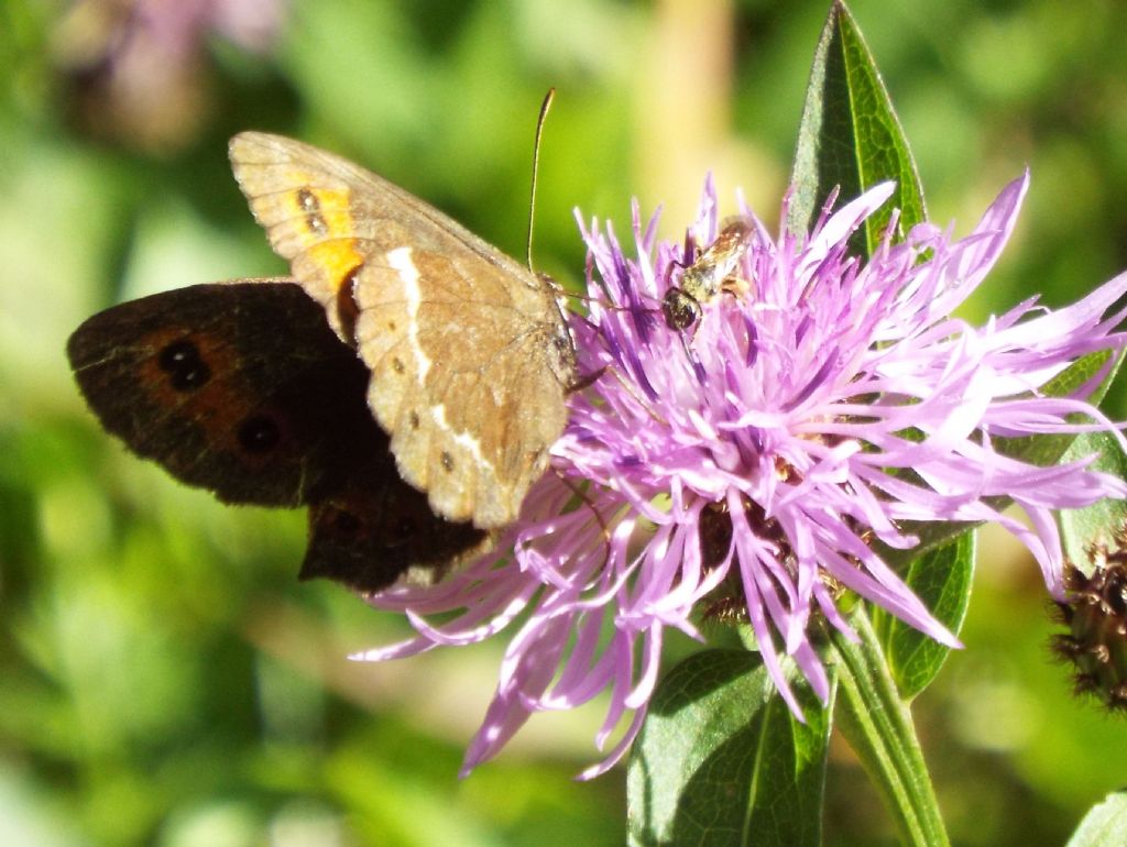 Erebia ligea ed Erebia aethiops (Nymphalidae)