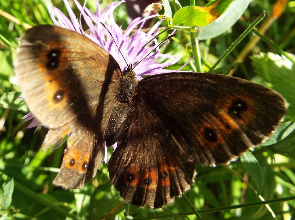 Erebia ligea ed Erebia aethiops (Nymphalidae)