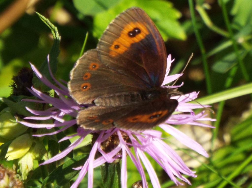 Erebia ligea ed Erebia aethiops (Nymphalidae)