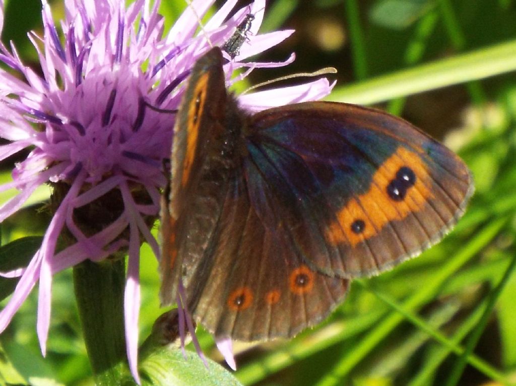 Erebia ligea ed Erebia aethiops (Nymphalidae)