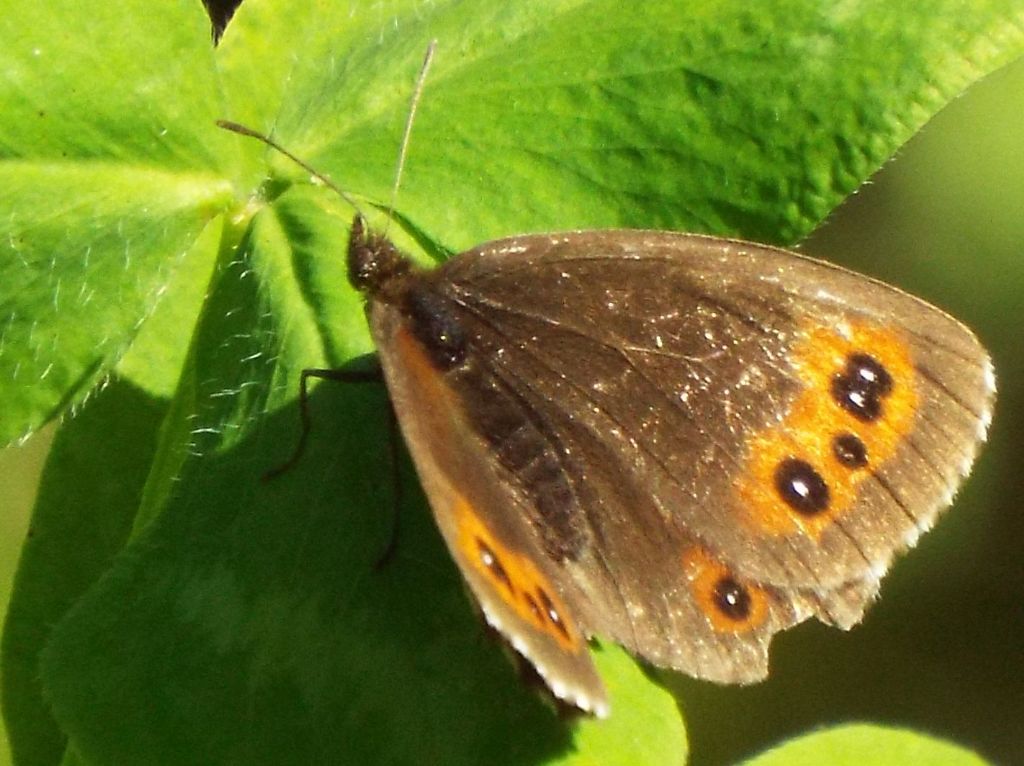 Erebia ligea ed Erebia aethiops (Nymphalidae)