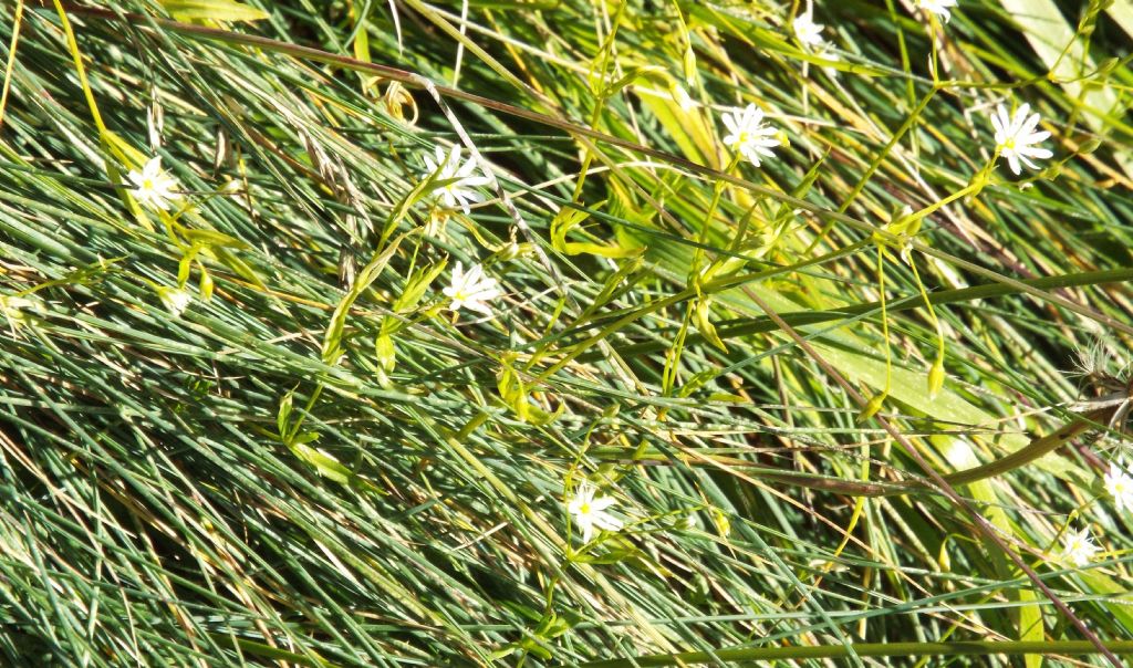 Stellaria graminea (Caryophyllaceae)