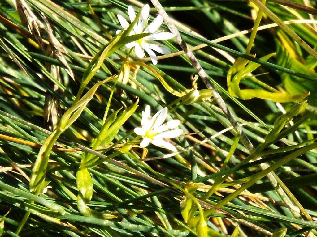 Stellaria graminea (Caryophyllaceae)