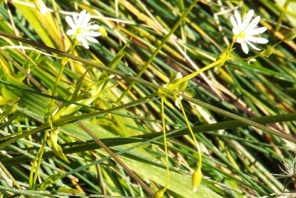 Stellaria graminea (Caryophyllaceae)