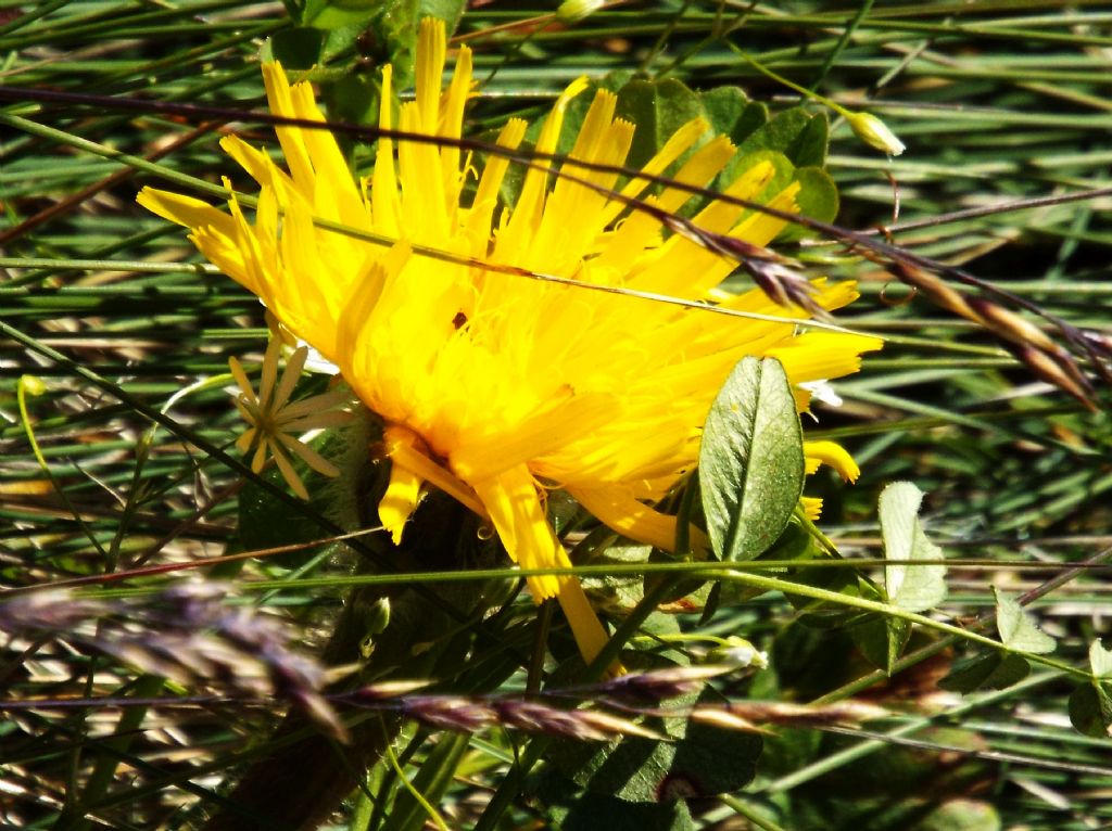 Asteracea da identificare:  cfr. Hypochaeris uniflora