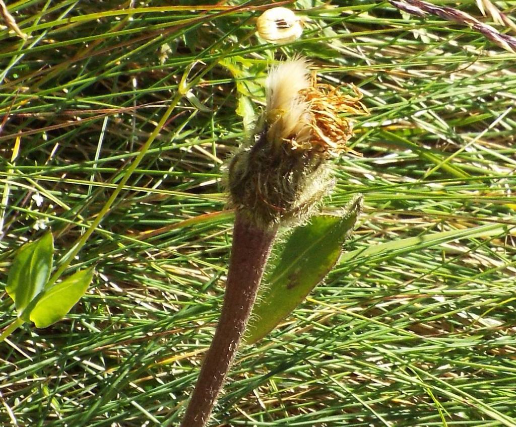 Asteracea da identificare:  cfr. Hypochaeris uniflora