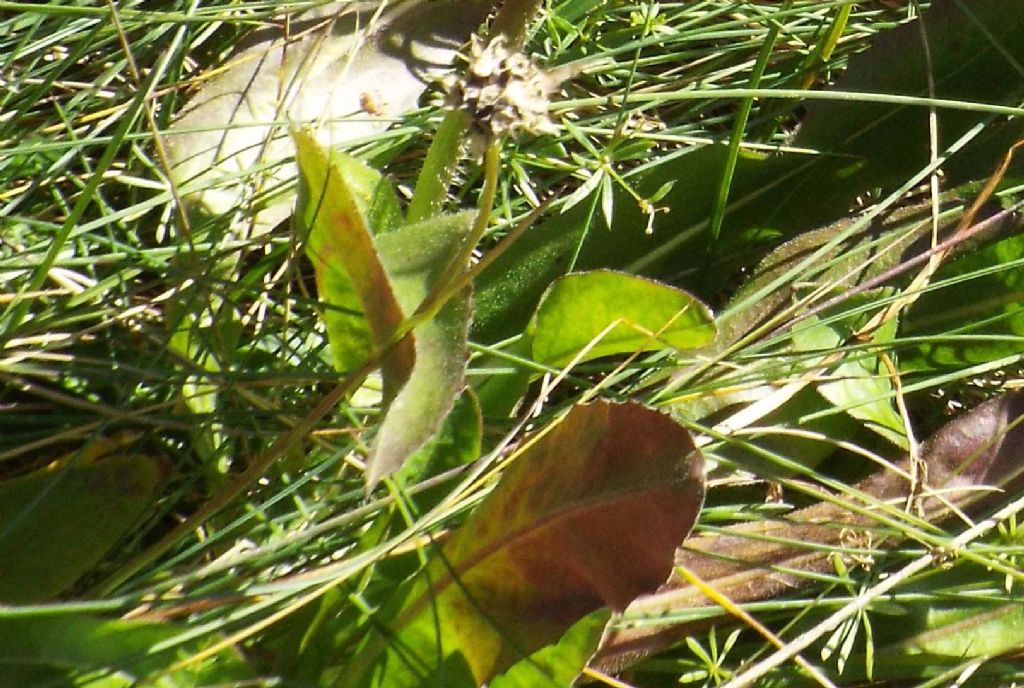 Asteracea da identificare:  cfr. Hypochaeris uniflora