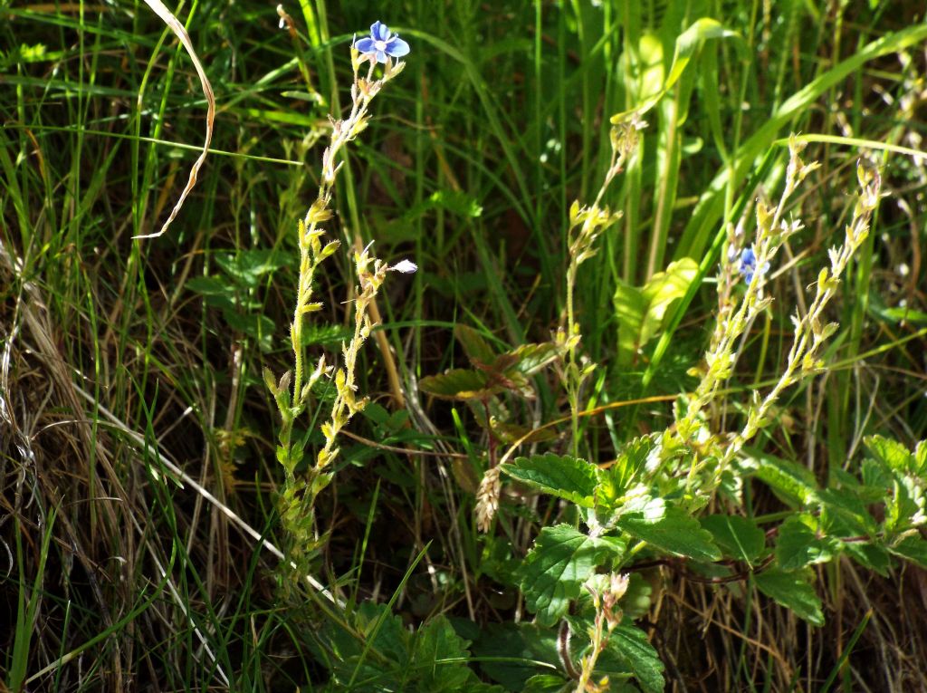 Veronica chamaedrys  (Lamiales - Plantaginaceae)