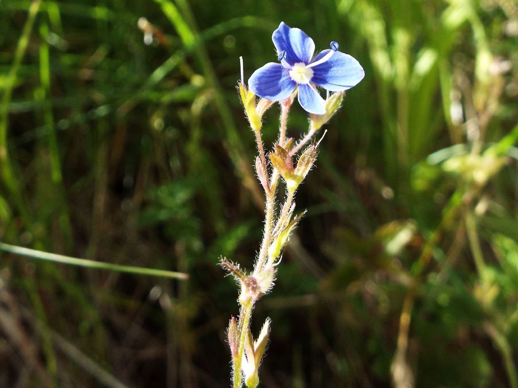 Veronica chamaedrys  (Lamiales - Plantaginaceae)