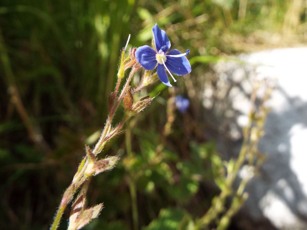 Veronica chamaedrys  (Lamiales - Plantaginaceae)