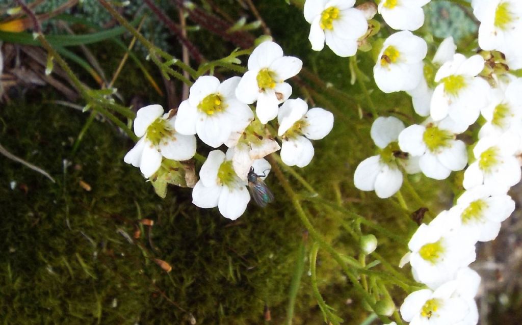 Saxifraga sp. (S. squarrosa opp. S. caesia)