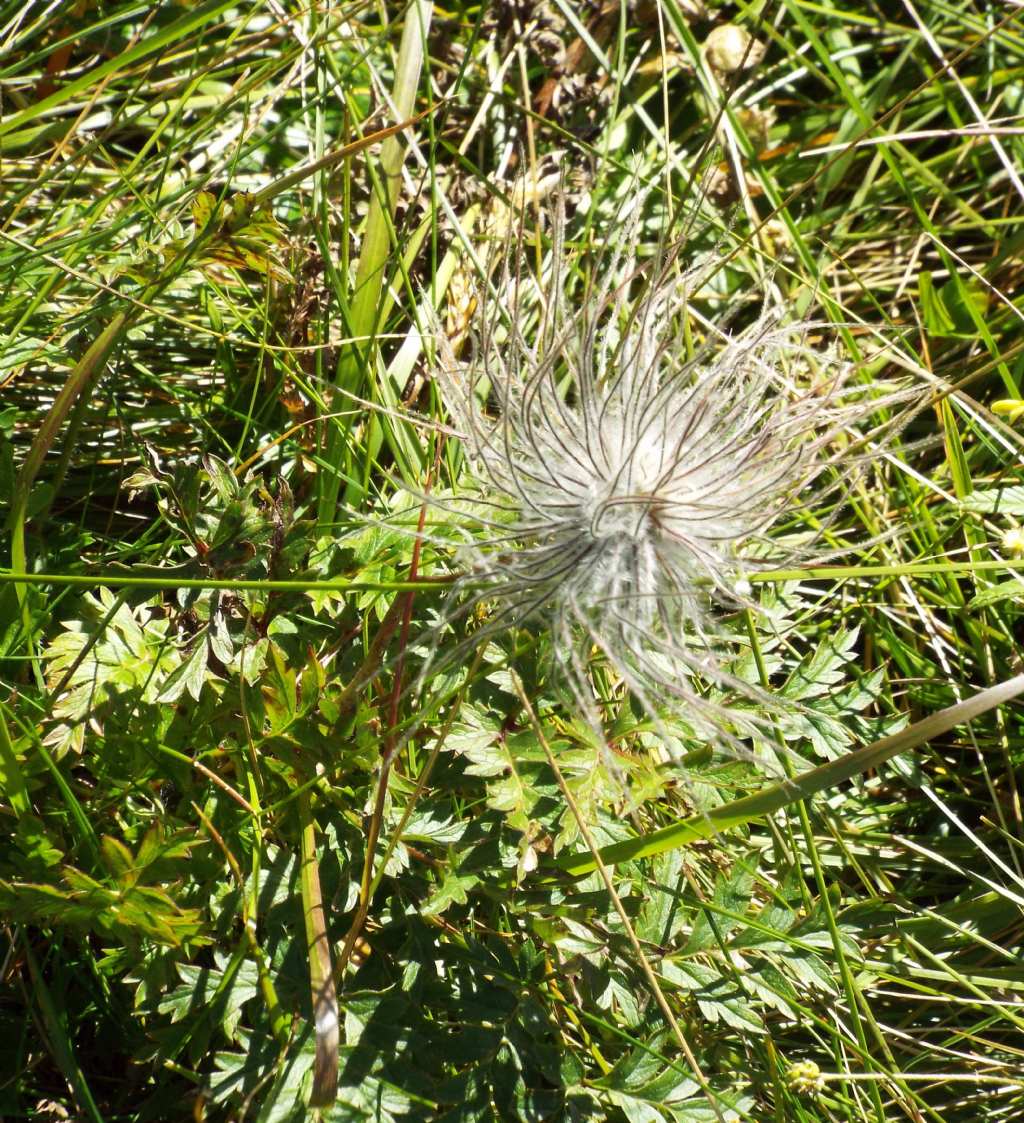 Infruttiscenza di Pulsatilla alpina